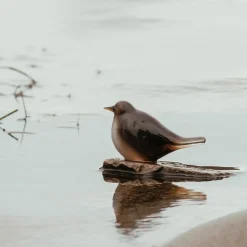 HADELAND GLASSVERK Dyrefigurer Fossekall 11 cm Sale